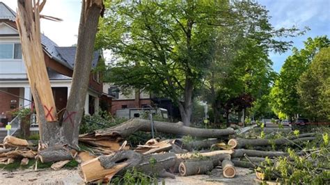 what is a derecho tree.